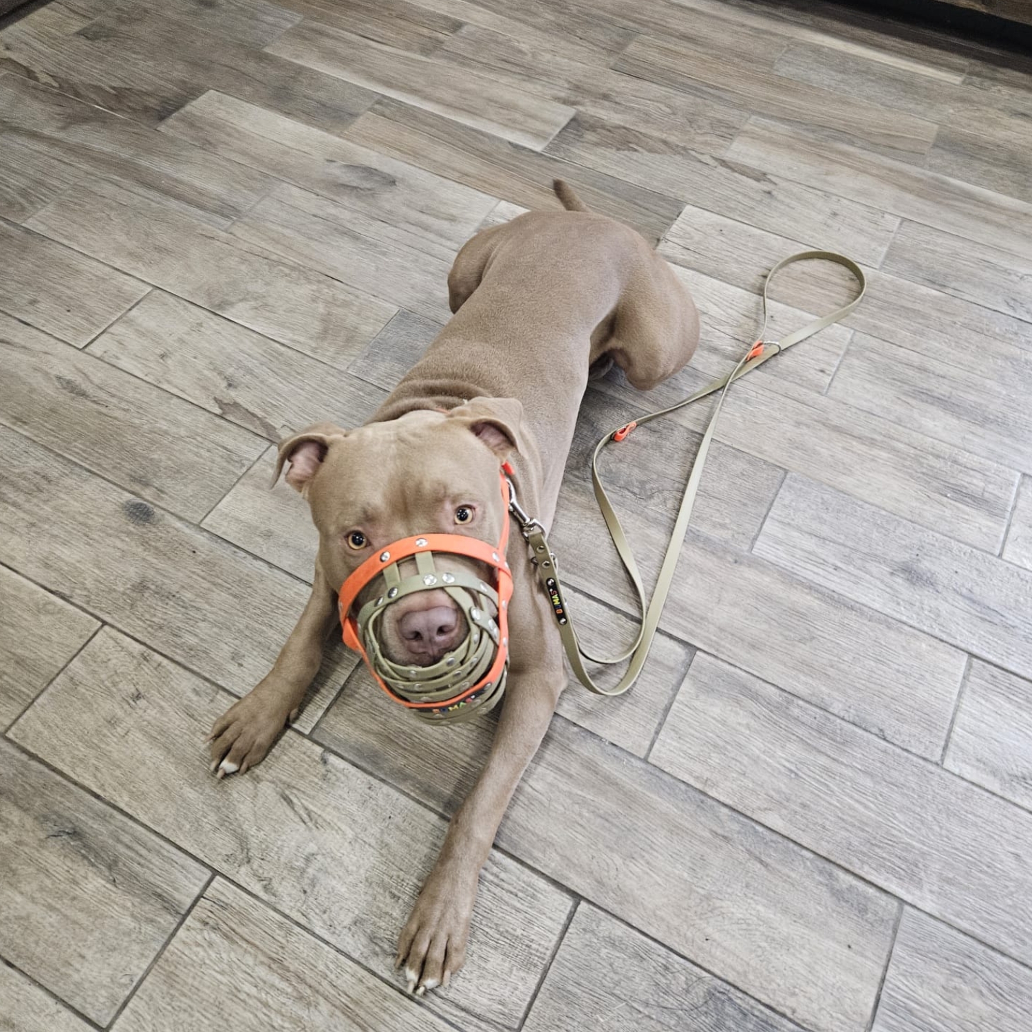 BUMAS Elements Halsband aus Biothane Farbe Gold & Schwarz